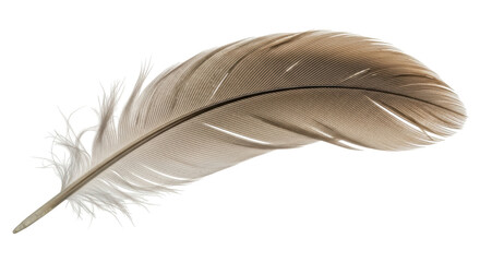 Isolated Feather