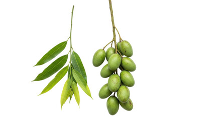 Isolated Ceylon Olive