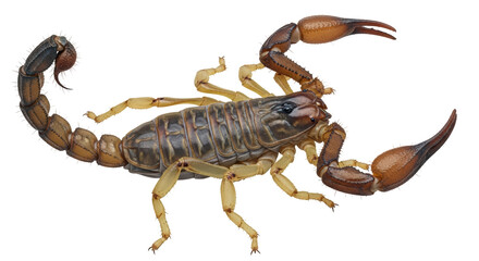 Isolated Scorpion