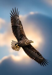 Fototapeta premium Majestic bird of prey in flight