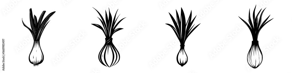 Poster illustrations of various onion types showcasing detail and texture in botanical art style