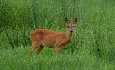 Fototapeten Rehe a young roe deer (capreolus capreolus) standing in a meadow  © Flowal93