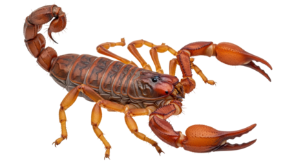 Isolated Brown Scorpion with Claws Raised