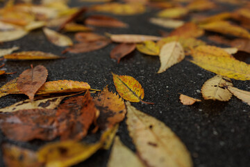 Collage of autumn colors blankets wet asphalt pavement as seasonal transition creates varying stages of foliage discoloration or decay. 
