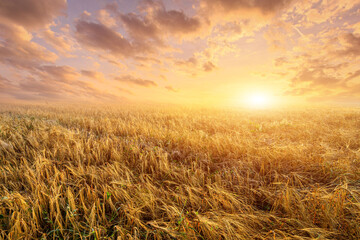 Obraz premium A golden wheat field at sunrise with a path leading into the distance. Agricultural landscape and nature concept.