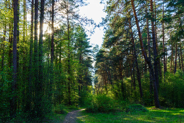 Forest path winding through green trees. Sunlit park landscape. Outdoor escape and natural scenery for relaxation.
