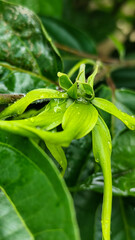 Memories for the name of the Ylang-ylang flower, the yellow flower petals smell good, look fresh after the rain. Close up of Dwarf Ylang-Ylang flower.	