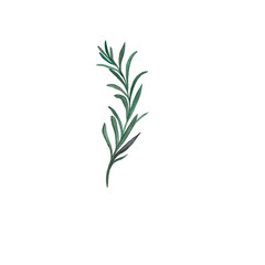 Watercolor rosemary botanical illustration isolated on transparent background