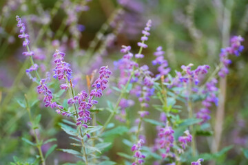 Purple Foxglove Flower in Public Park Chicago IL USA