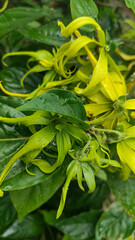 Memories for the name of the Ylang-ylang flower, the yellow flower petals smell good, look fresh after the rain. Close up of Dwarf Ylang-Ylang flower.	