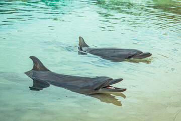 Two dolphins floating in shallow sea water near the shore, mouths slightly open and dorsal fins...
