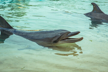 Close-up of dolphin with mouth open near the shoreline, sharp detail on teeth and snout, basking in shallow water along tropical beach © AuthorLinyt