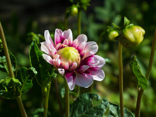 Vibrant Pink Dahlia Bud Unfolding in a Garden.