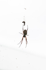 Golden silk orb-weaver spider with brown abdomen hanging on web, isolated against bright white background, long legs slightly curled inward