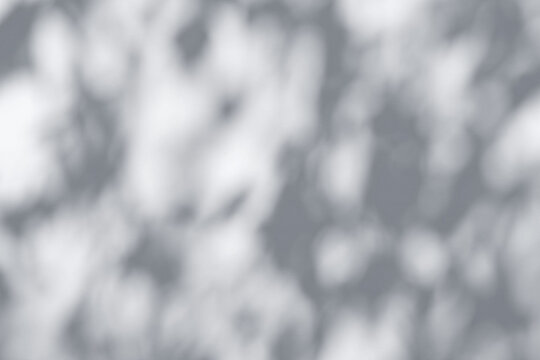 Abstract gray silhouette of tree branch. White wall background. Transparent blur shade of tropical leaves sunlight. Closeup of plant shadow motion by wind. Natural light bokeh. Trend Overlay effect 4K