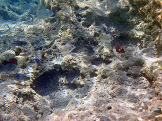 Biodiversità del Fondale Marino del Plemmirio 884