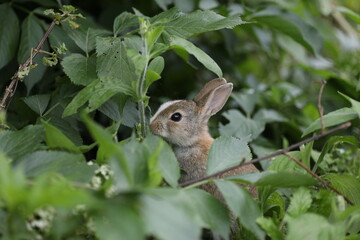 Playful rabbit in nature – cute bunny outdoors