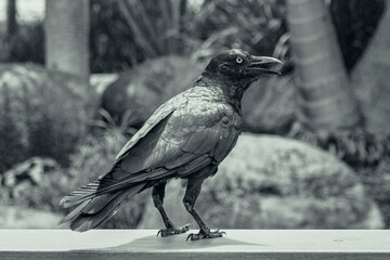 Black crow standing on wooden railing in natural park setting, feathers glistening under sunlight with trees and rocks in background
