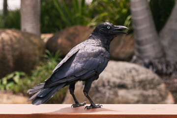 Monochrome close-up of a black crow standing on wooden surface in outdoor park, high contrast feathers and sharp textures with blurred background