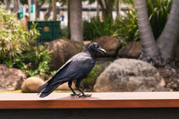 Close-up of a black crow with open beak standing on wooden ledge in sunlit park, surrounded by palm trees, large rocks, and green foliage