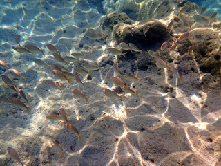 Banco di pesci nel Plemmirio con riflessi di luce 910