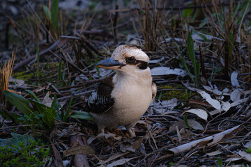 Kookaburra on the grass