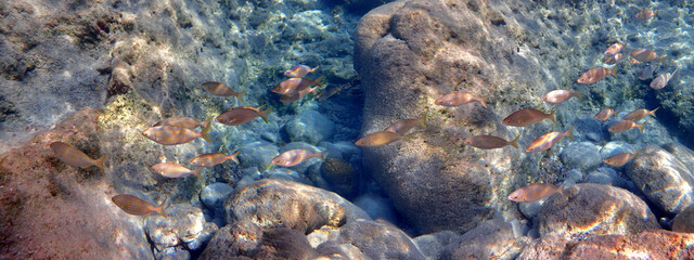 Banco di pesci tra grandi rocce sul fondale del Plemmirio 977c78 © bellux