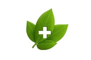 Three fresh green leaves forming plus sign isolated on white background