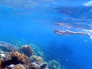 Snorkeling in un vivace paradiso corallino 1022