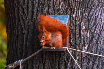 A red squirrel on a tree in autumn.