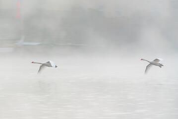 Flying swans in autumn fog.