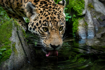 Jaguar stares in ahead with serious eyes.