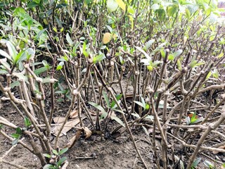 Pruned Ixora hedge with exposed woody stems and new shoots, tidy garden border structure after...