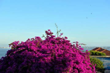 Bougainvillea in bloom in the Alfama district of Lisbon, Portugal