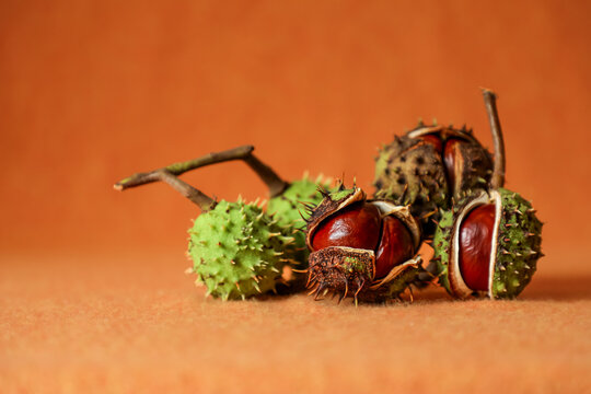 Glossy brown horse chestnuts nestled in cracked, spiky shells, vividly standing out against a bright orange background in a captivating autumn composition. - Powered by Adobe