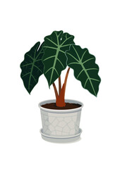 Alocasia Indoor Plant
