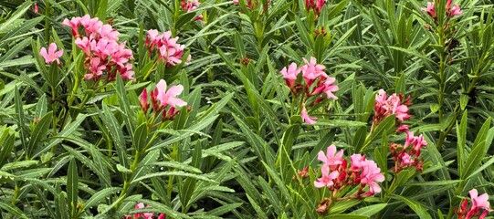 Vibrant pink oleander flowers in full bloom surrounded by lush green leaves.