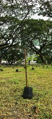A newly planted tree stands in a lush green field, surrounded by more young trees in a park.