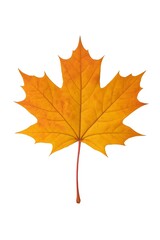 Fototapeta premium Autumn Maple Leaf Isolated