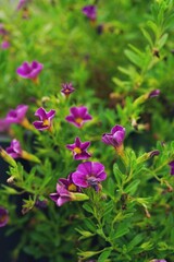 Fototapeta premium Calibrachoa floers - Summer perenneal flowers, selective focus