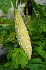 Bitter gourd melon growing in backyard garden, selective focus