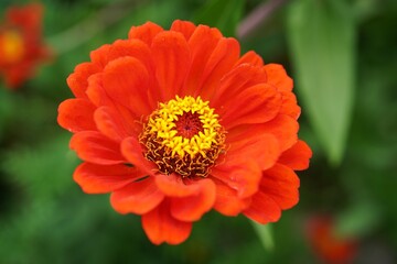Multilayered orange Zinnia flower from home grden, selective focus