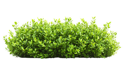 Obraz premium bush isolated on a transparent background