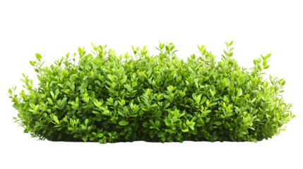 bush isolated on a transparent background