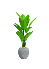 Tropical Bird of Paradise Potted Plant