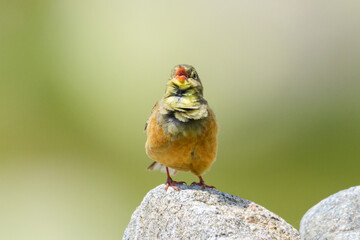 Ortolan bunting male intense singing