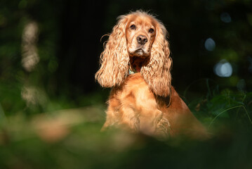 Cocker spaniel angielski w lesie, portret.