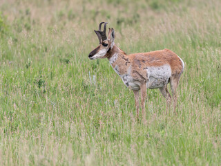 Male Pronghorn with Horns in Custer State Park, South Dakota, USA