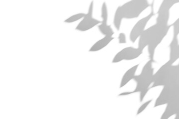 shadow overlay effects of realistic abstract natural tree leaves shadow on wall background,Summer...