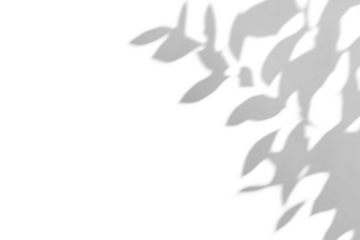 shadow overlay effects of realistic abstract natural tree leaves shadow on wall background,Summer sunlight and shadow overlay effect,shadow for photo interior backdrop studio mockup